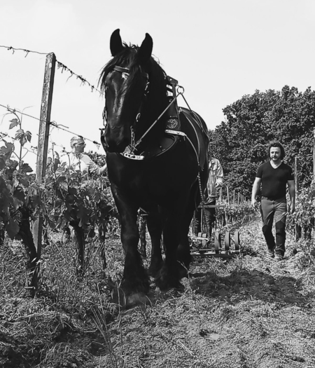 Fracnk Fourcade utilise le cheval de trait en méthode de vinification