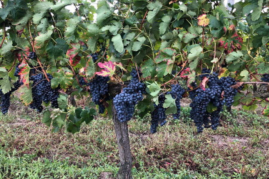 Le vignoble de Franck Fourcade en Gironde.
